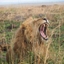 Leobeast Safaris