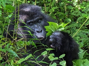 4 Days Gorilla and Chimpanzee Trekking safari Photos
