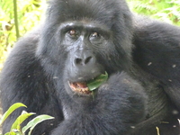 Fngorillasafaris