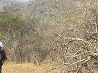 Dryforest Trek