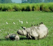 Kaziranga National Park (Assam)