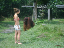Wildlife 