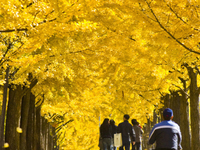 Wiryeseong Gil Autumn Wiryeseong Gil Autumn