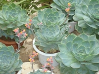1 1