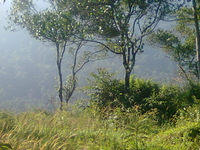 Bison Valley Munnar
