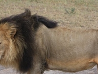 Lion Lion