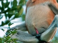 Proboscis Monkey Proboscis Monkey