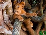 Able Safaris