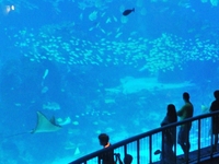 SEA Aquarium/Sinagapore
