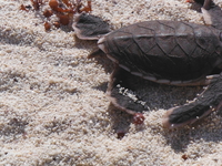 Turtles Hatching One Step To Thousands Mile