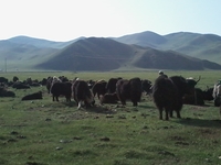 Mongolian Yaks Mongolian Yaks