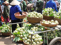 Harvest Fruit In Lang Son 1 Harvest Fruit In Lang Son 1