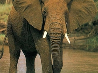 Elephant Elephant