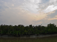 Sundarbans, Fish-eye View Sundarbans, Fish-eye View