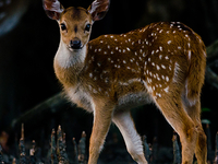 Fearless Chital Fawn Fearless Chital Fawn