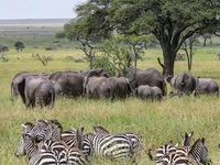 Serengeti National Park With Its Plains.11053592 778372005613460 971014534878221093 N