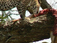 Leopard In Serengeti National Park9799 803492839722480 574310155595371777 N