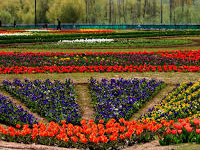 Tulip Garden Kashmir Tulip Garden Kashmir