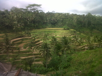 Bali Car