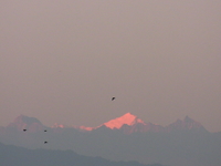 Crows Flying Over The Himalayas