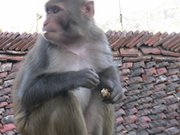 These Monkeys Are Mean!