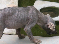 Sad Looking Dog 5