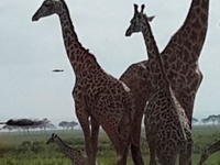 Giraffe In Ngorongoro
