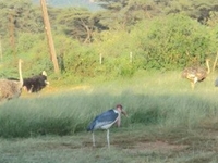 Marabou Stork, Ostrich