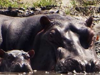 Sadaani Safari