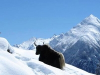 Yak On Throng Fedi Yak On Throng Fedi