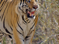 Bandhavgarh National Park, India