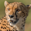 Africa Safaris