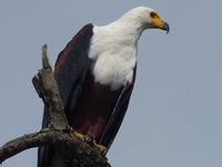 African Fish Eagle