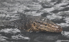 SUNDARBANS' WILDLIVES THRU MY LENS