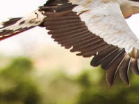 Secretary Bird Mombasa Birding Safari