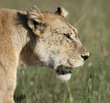Serengeti Close Up Lioness