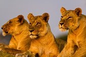 Ngorongoro 3 Lions