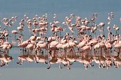 Flamingos Manyara