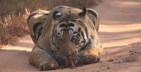 Teerath Singh