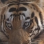 Teerath Singh