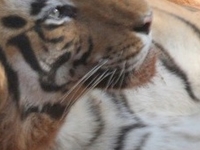 Mp Tiger Safari  18