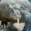 Komodo Tours Komodo Tours