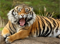 Amazing Bangladesh Amazing Bangladesh