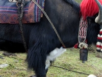 Yak Leader Yak Leader