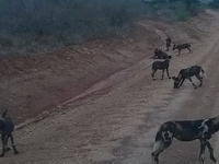 Tsavo West Wild Dog