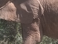 Elephant At Samburu Game Reserve