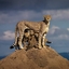 Riverine Safaris Riverine Safaris
