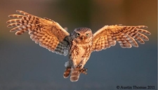 Brilliant WildLife Birds Photography 