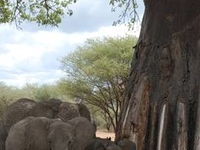 Group Of Elephant In Tarangire