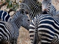 Mikumi National Park